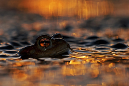 © Cyril Ruoso (France) Tiny warm-up