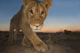 © David Lloyd (New Zealand) In the flick of a tail