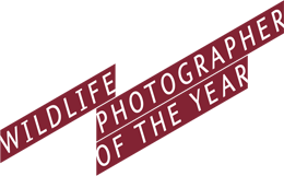 Wildlife Photographer Of The Year