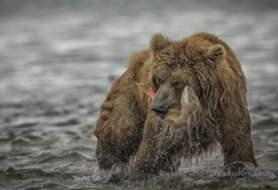 © Marco Urso